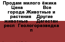 Продам милого ёжика › Цена ­ 10 000 - Все города Животные и растения » Другие животные   . Дагестан респ.,Геологоразведка п.